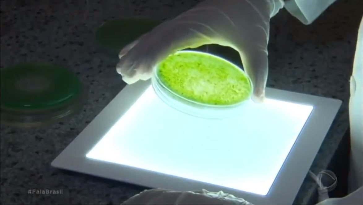 [Vídeo] Pesquisadores transformam óleo extraído de cianobactérias amazônicas em biodiesel