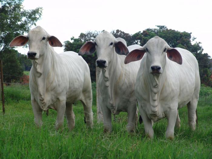 Demanda firme fez a preço do sebo bovino subir