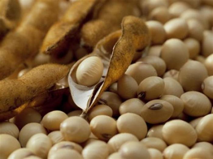 Cotações da soja apuradas pelo Cepea renova máximas