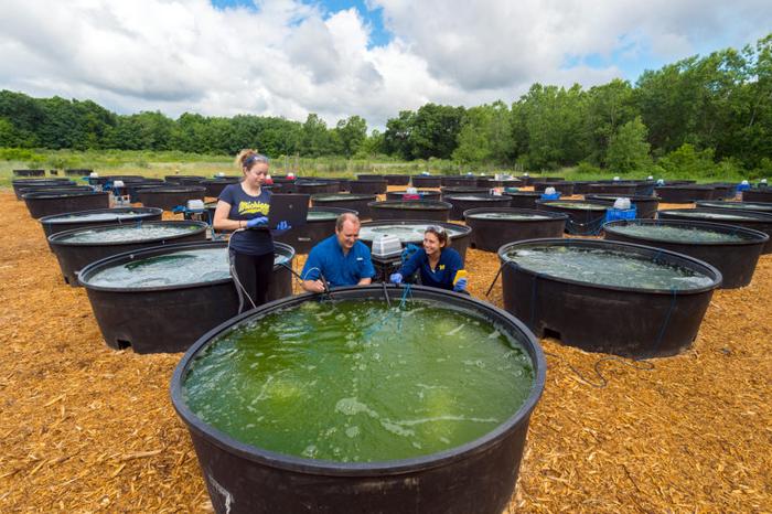 Biodiversidade melhora produção de microalgas