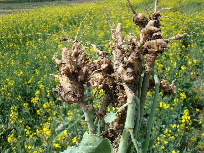 Praga põe em risco cultivo de canola na América do Norte