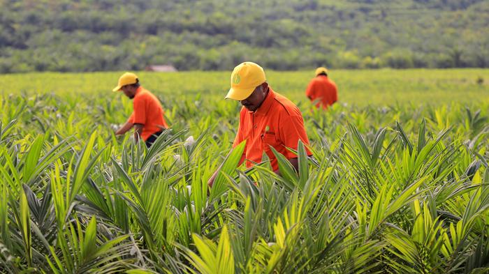 Indonésia impõe moratória sobre novos plantios de palma