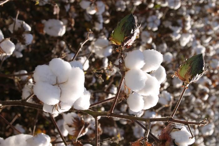 Algodão comestível é aprovado por órgão de agricultura dos EUA