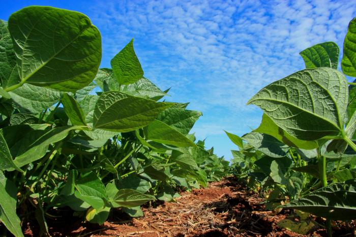 Safra de soja tem potencial para recorde de 129 mi t, diz Agroconsult