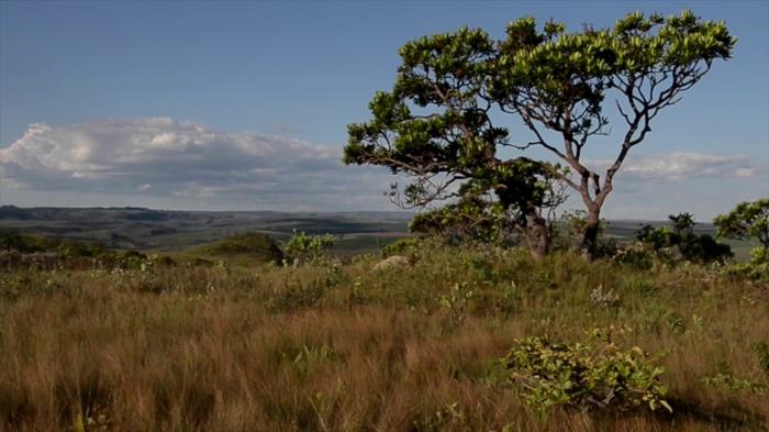 Abiove articula formação de fundo para preservar o cerrado