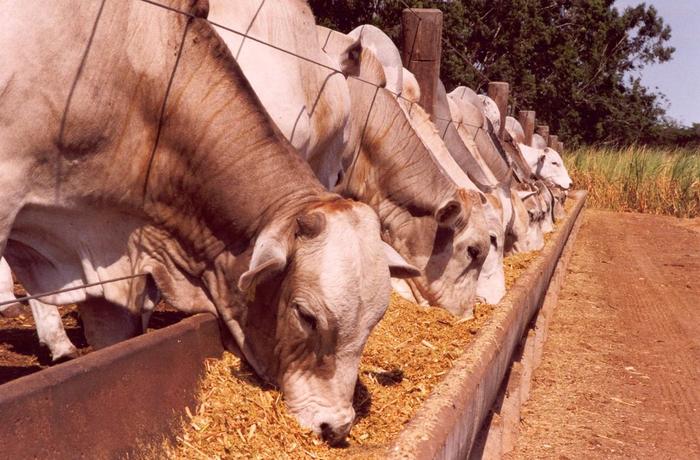 Sebo bovino renova máxima de dois anos no Rio Grande do Sul