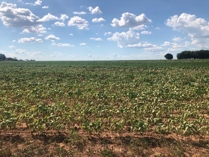 Seca acende sinal de alerta para a soja do Paraná