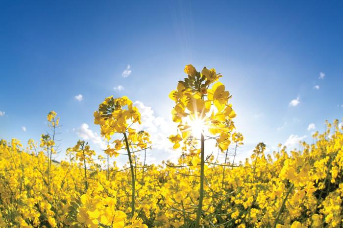 Embrapa aponta canola como alternativa de cultivo no Cerrado