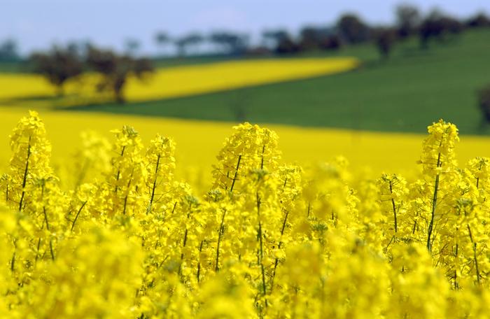 Canola atrai cada vez mais o produtor pela sua rentabilidade