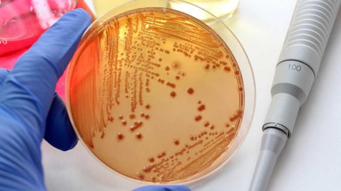 Bactérias convertem glicerina em matéria-prima para plásticos