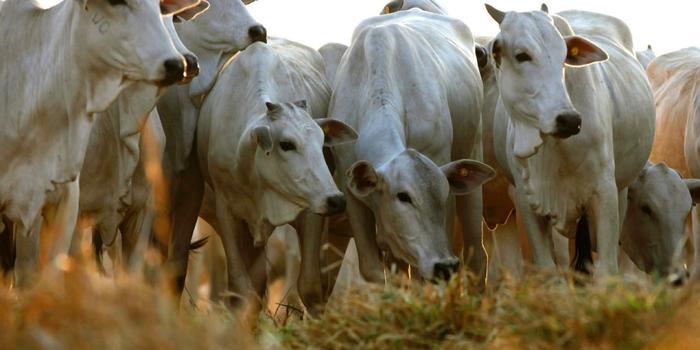 MAPA abre consulta para Instrução Normativa sobre reciclagem animal
