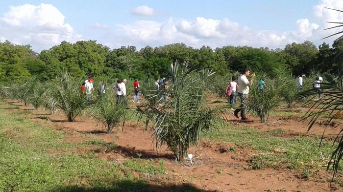 Embrapa integra macaúba em sistema agroflorestal no Nordeste