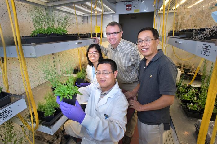 Cientistas modificam plantas para aumentar acúmulo de óleo em folhas