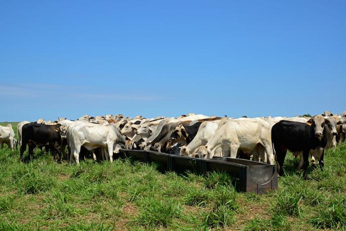 Demanda fraca pressiona cotações do sebo bovino