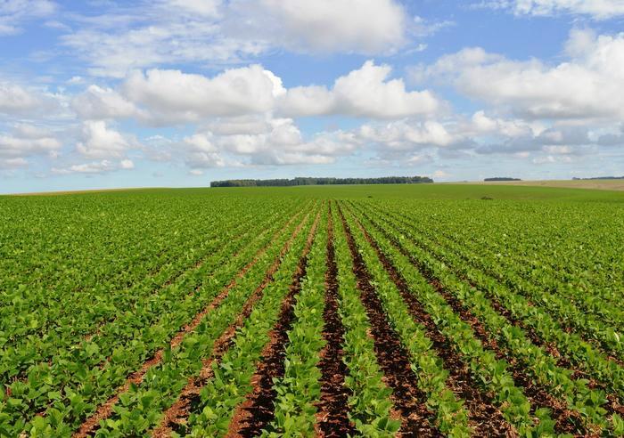 Cotação do farelo de soja sobe 45% em um ano segundo o Cepea