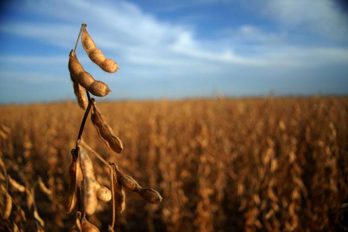 Agroconsult eleva previsão e projeta recorde para safra de soja