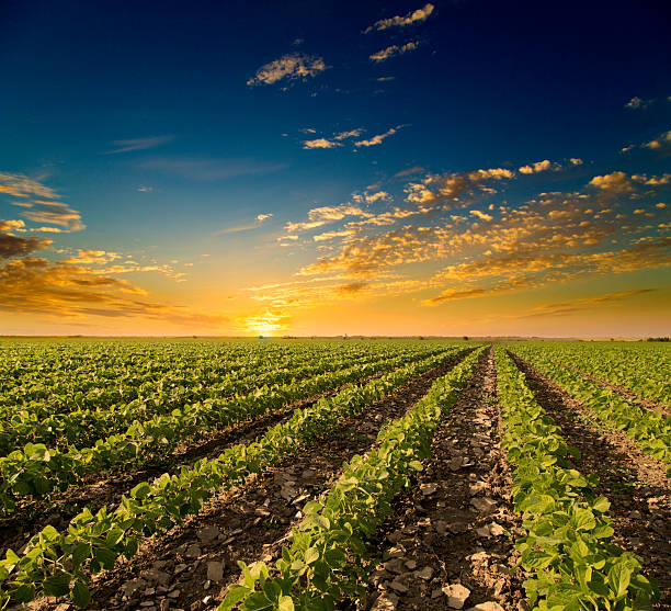 O custo do Selo Social para uma usina de biodiesel