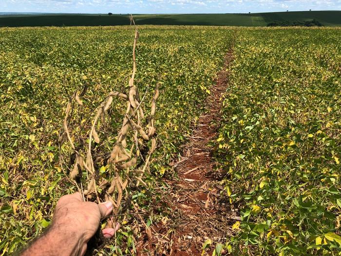 Produção de soja deverá diminuir quase 12% no PR