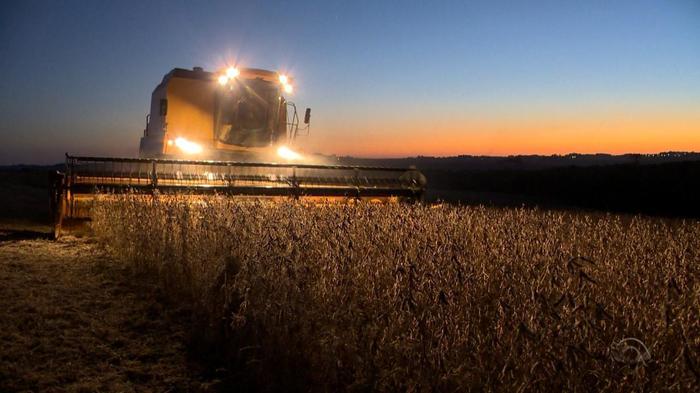 Colheita de soja chega a 19% de área plantada no Brasil