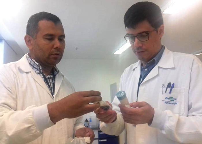Pesquisadores brasileiros e paraguaios aumentam eficiência da extração do óleo de macaúba