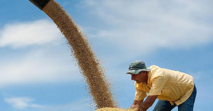 EUA reduzem estimativas de produção e estoques de soja e milho no país