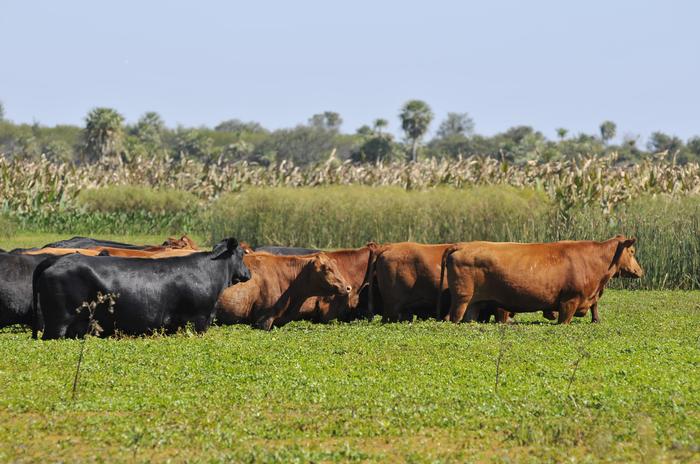 Pressão de baixa faz sebo recuar aos patamares de preço de novembro