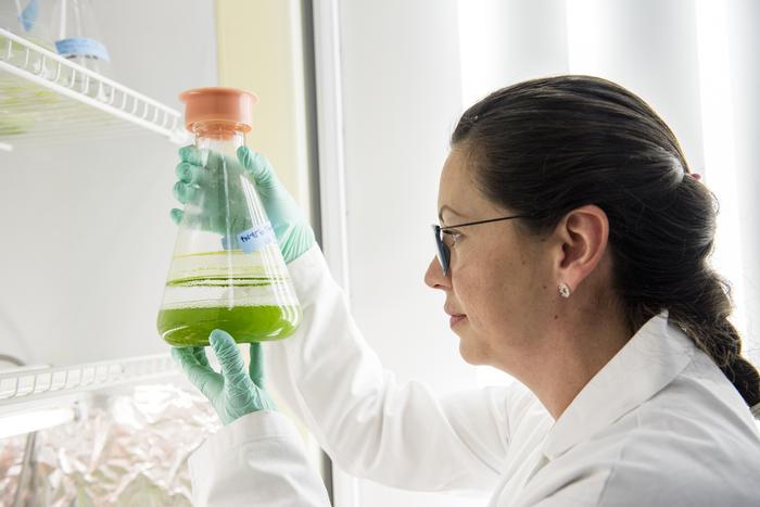 Pesquisadores dos EUA identificam microalgas mais eficiências em metabolizar carbono