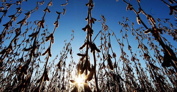 AgRural eleva previsão para safra de soja do Brasil a 112,9 mi t