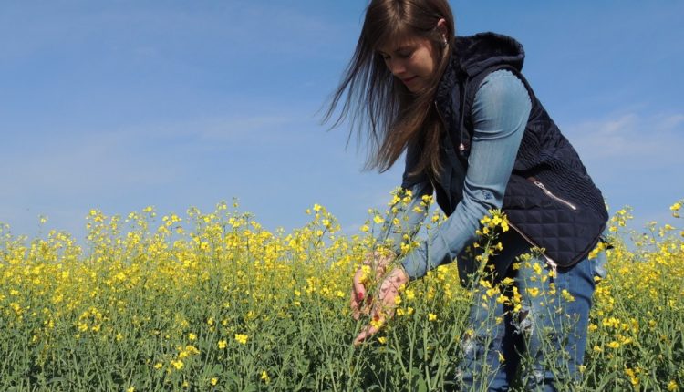 Pesquisa da UFFS sobre a canola apresenta resultados inéditos