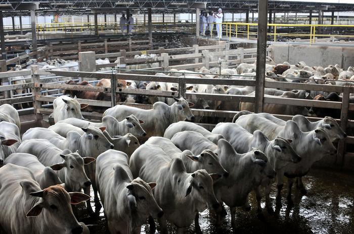 Queda na cotação do sebo bovino no Brasil Central