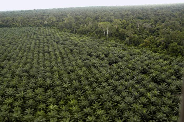 Indonésia torna permanente moratória à abertura de novas áreas para plantio de palma 