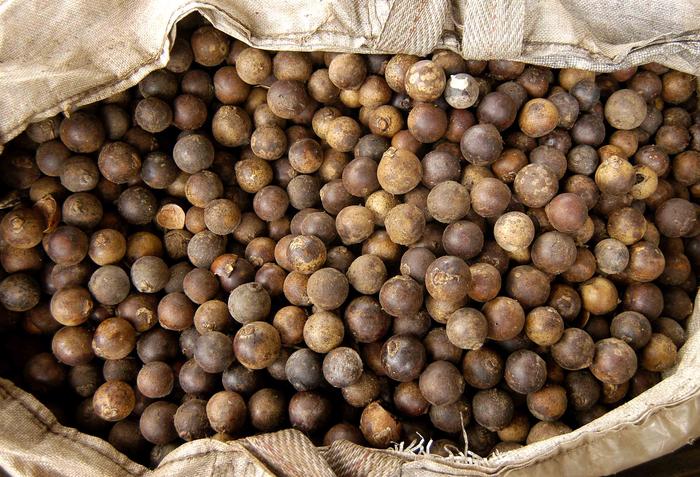 Zona da Mata pode produzir 230 milhões de litros de bioquerosene em 2031