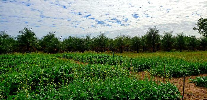 Ciência leva canola ao Cerrado e à região do Semiárido