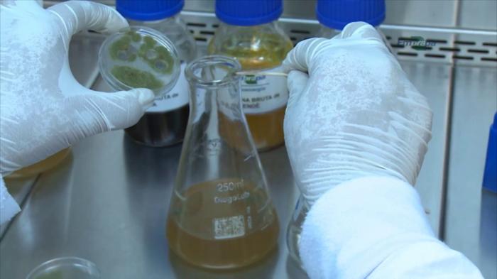 Embrapa produz compostos de alto valor a partir de glicerina