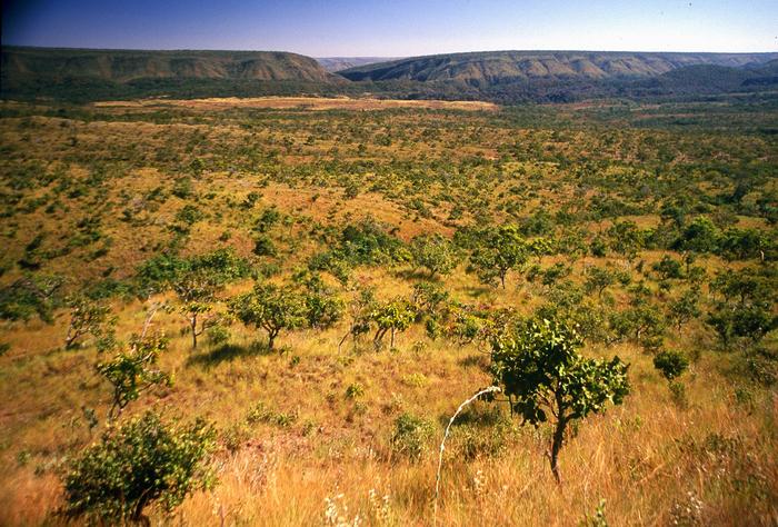 'Moratória da soja' no Cerrado evitaria desmatamento maior que a Bélgica, diz estudo