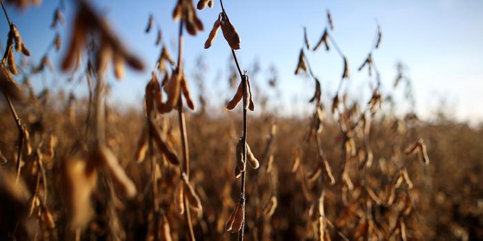 Acirramento da disputa entre EUA e China impulsiona soja no mercado interno 