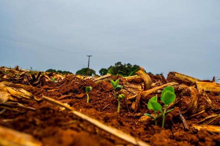 Conab: Brasil pode colher 122 milhões de toneladas de soja