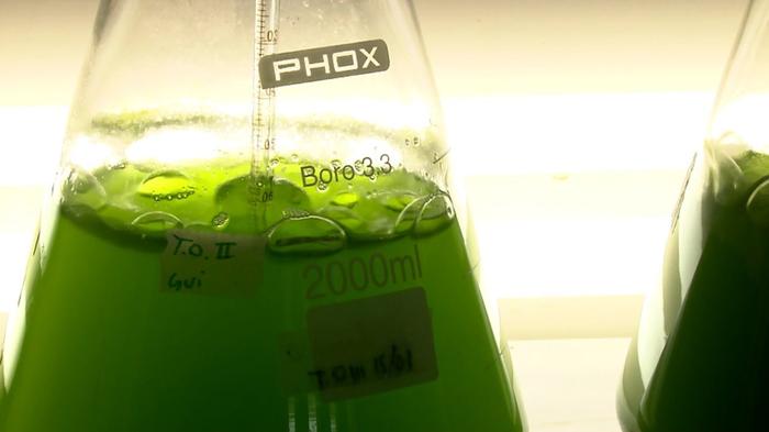Todo o potencial das microalgas