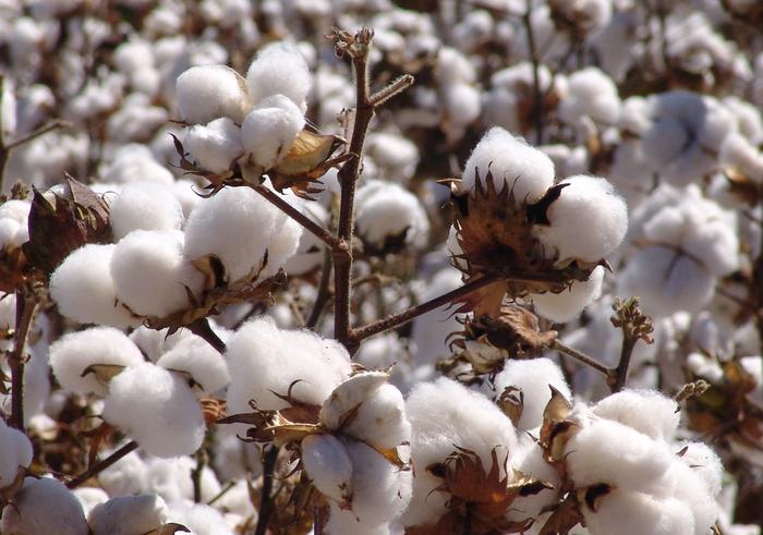 Goiás deve ampliar em 30% área plantada de algodão em 2018/19