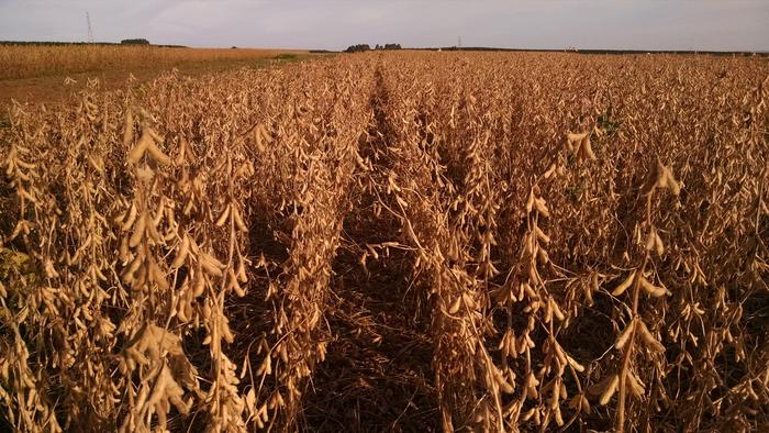 57% da soja a ser moída em 2020 irá para a produção de biodiesel