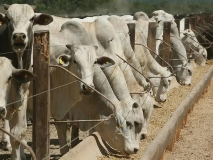 Sebo bovino se valorizou 30% nas últimas 11 semanas