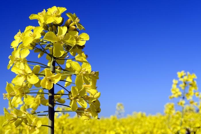 Empresa dos EUA lança canola mais resistente à debulha e mofo branco