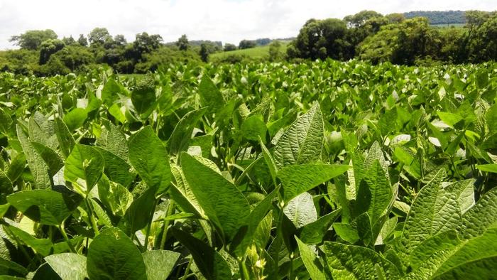 Safra de soja do Brasil estimada em recorde de 122,7 mi t, aponta pesquisa