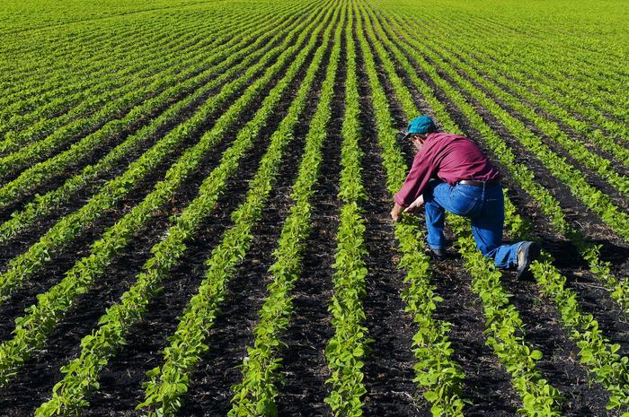Rabobank vê safra 2020/21 de soja no Brasil em recorde de 130,1 mi t