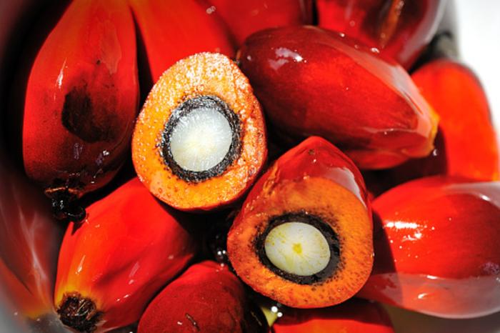 ADM tem aval para venda de negócios de cultivo de palma no Brasil