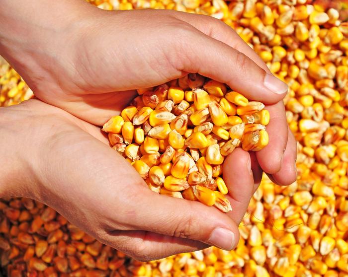 Óleo de milho surpreende e captura 22% do mercado de biodiesel em novembro