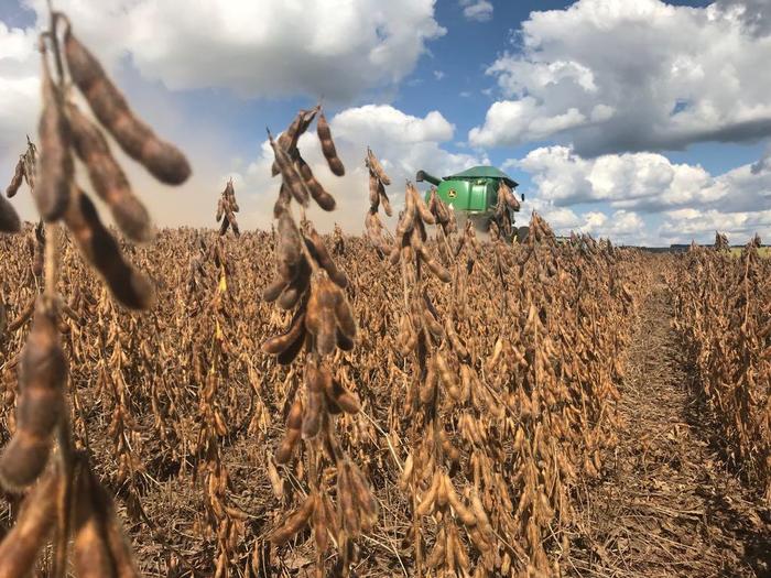 Colheita de soja atinge 16% da área plantada no País, diz AgRural