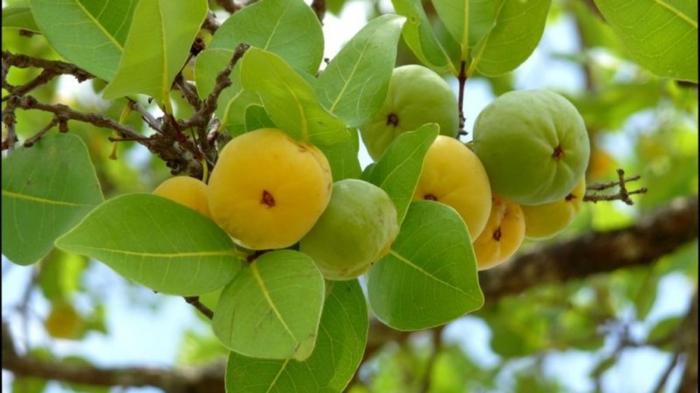 Estudantes do IFMS identificam antioxidante para o biodiesel em planta do cerrado