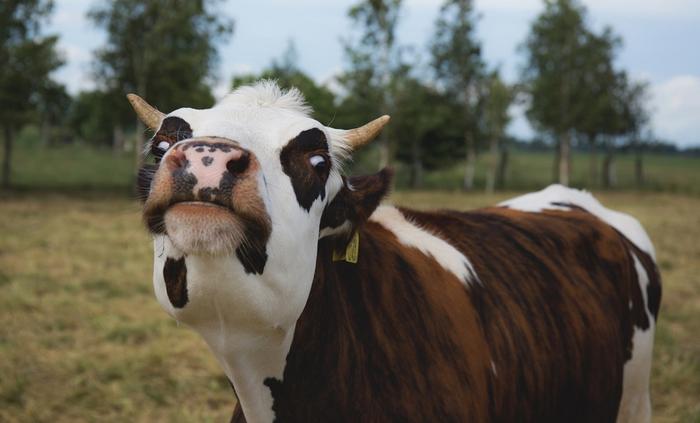 Cotações do sebo bovino fecham a semana em alta 