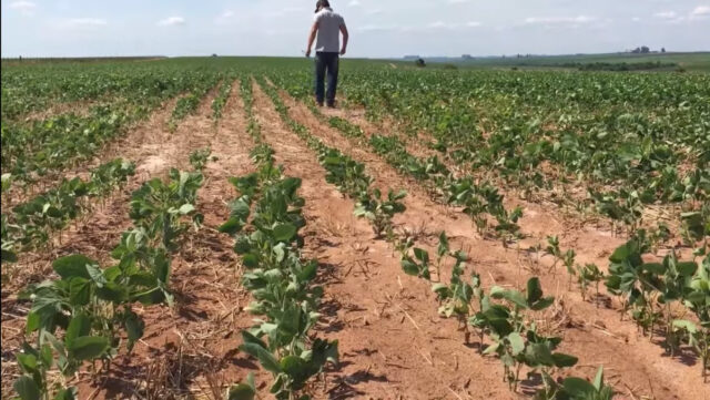 Rio Grande do Sul vê queda de 32% na safra de soja